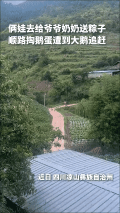 俩娃去给爷爷奶奶送粽子，顺路掏鹅蛋遭到大鹅追赶……网友：这下童年完整了！