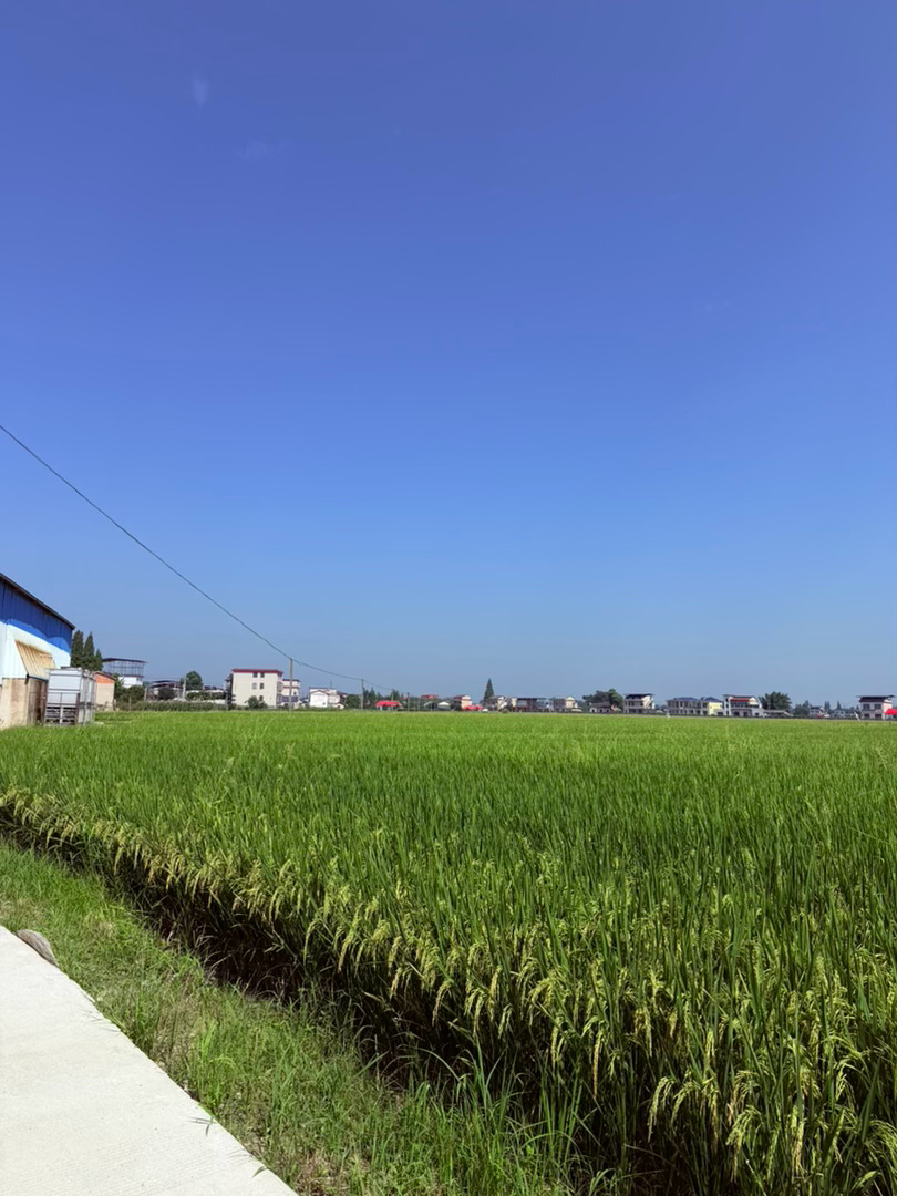 生活手记记录真实生活摄影摄影摄影 乡野稻天久居城市，总被高楼切割得支离破碎的天空