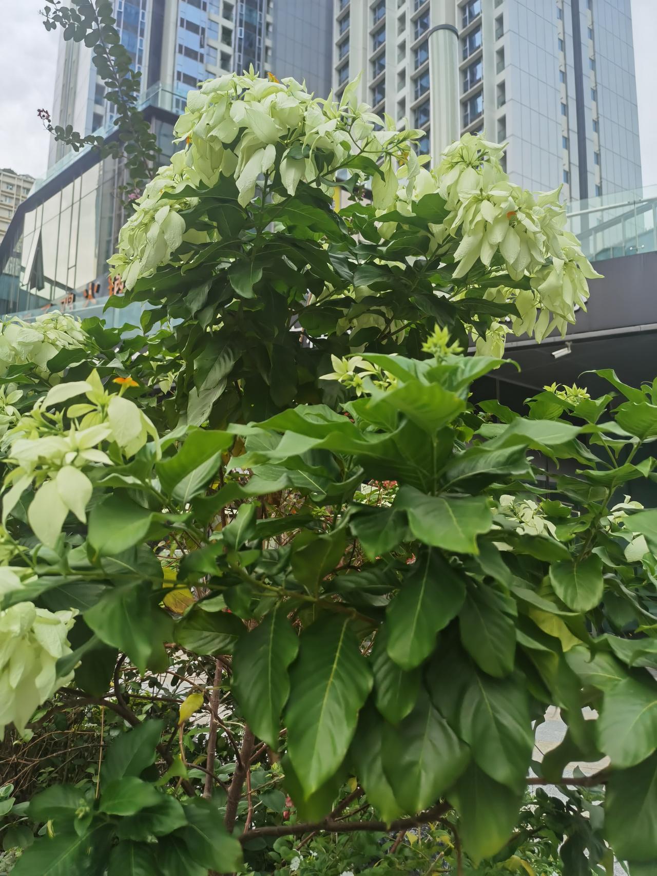 傍晚在海边公园散步。
一个容貌姣好的女子走在我的前面，她外放着歌，是陈慧娴的《逝