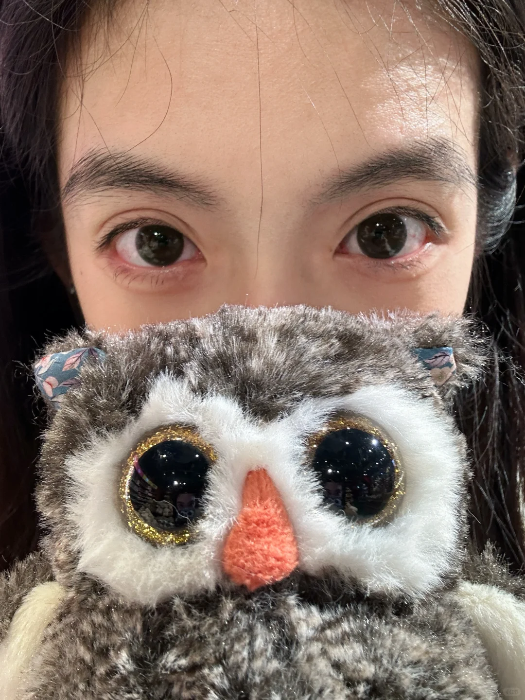 萌萌猫头鹰🦉