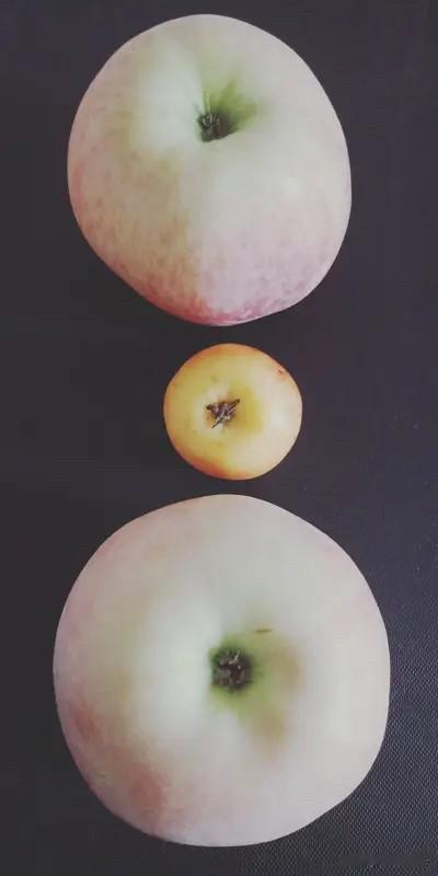 上联：清清楚楚不清楚，求下联？大大小小不大小