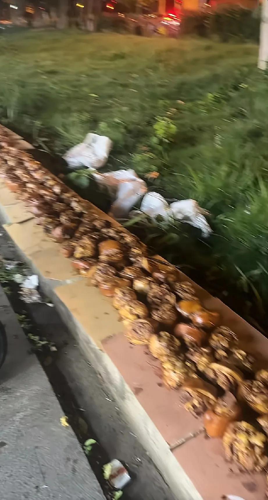 很眼熟吧
是不是很像菜饭骨头汤的肘子
看之前吃的很香
看之后不吱声