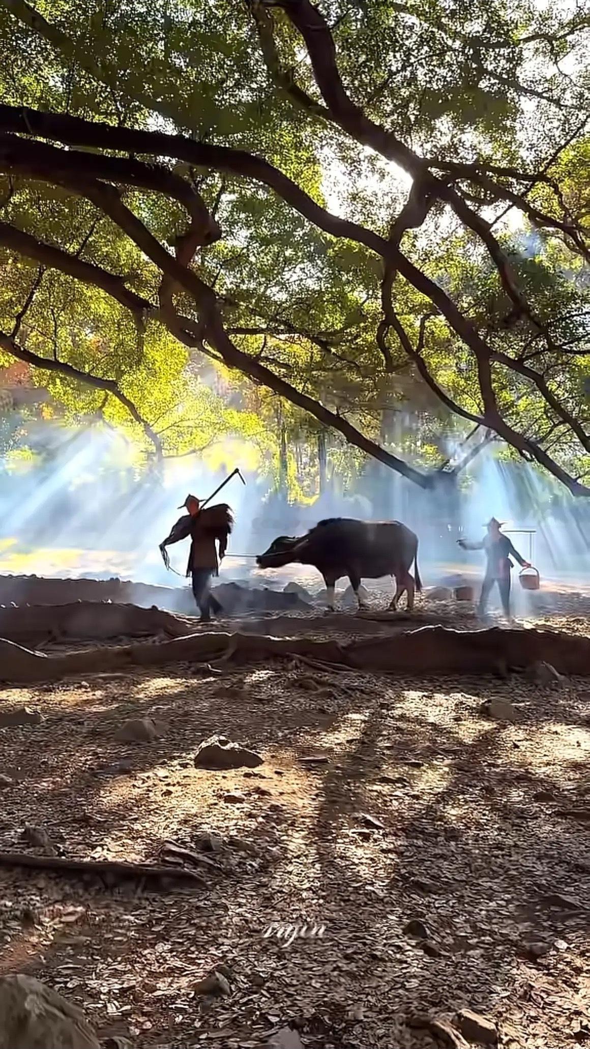 今晚，龙头停牌核查了，明天，高标股会受影响吗？A股创年内连涨记录，但股民散户并没