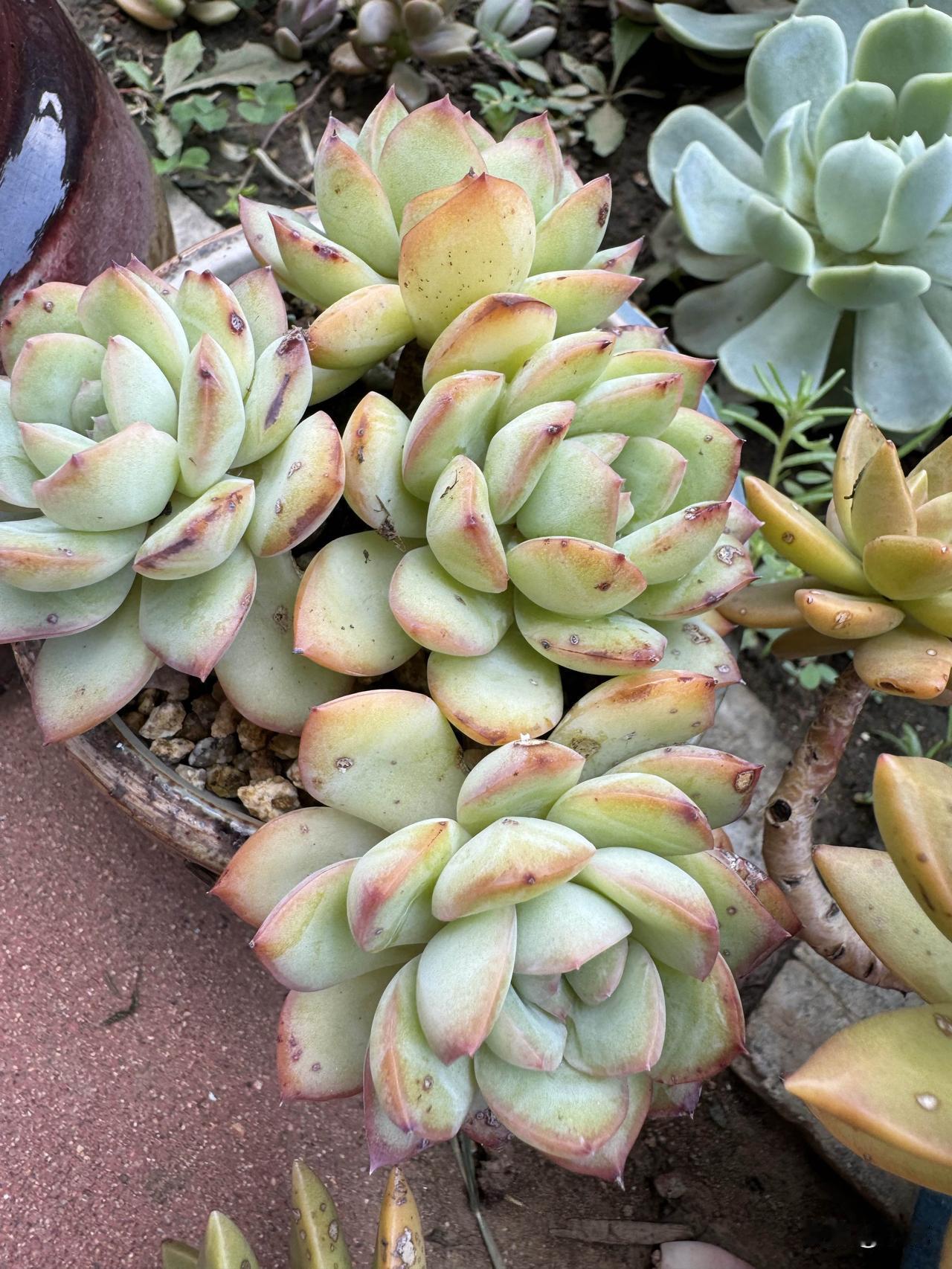 夏天拍的多肉雪野王子，真的萌翻我了！它胖嘟嘟的模样可爱到爆，大气威风的姿态，活脱