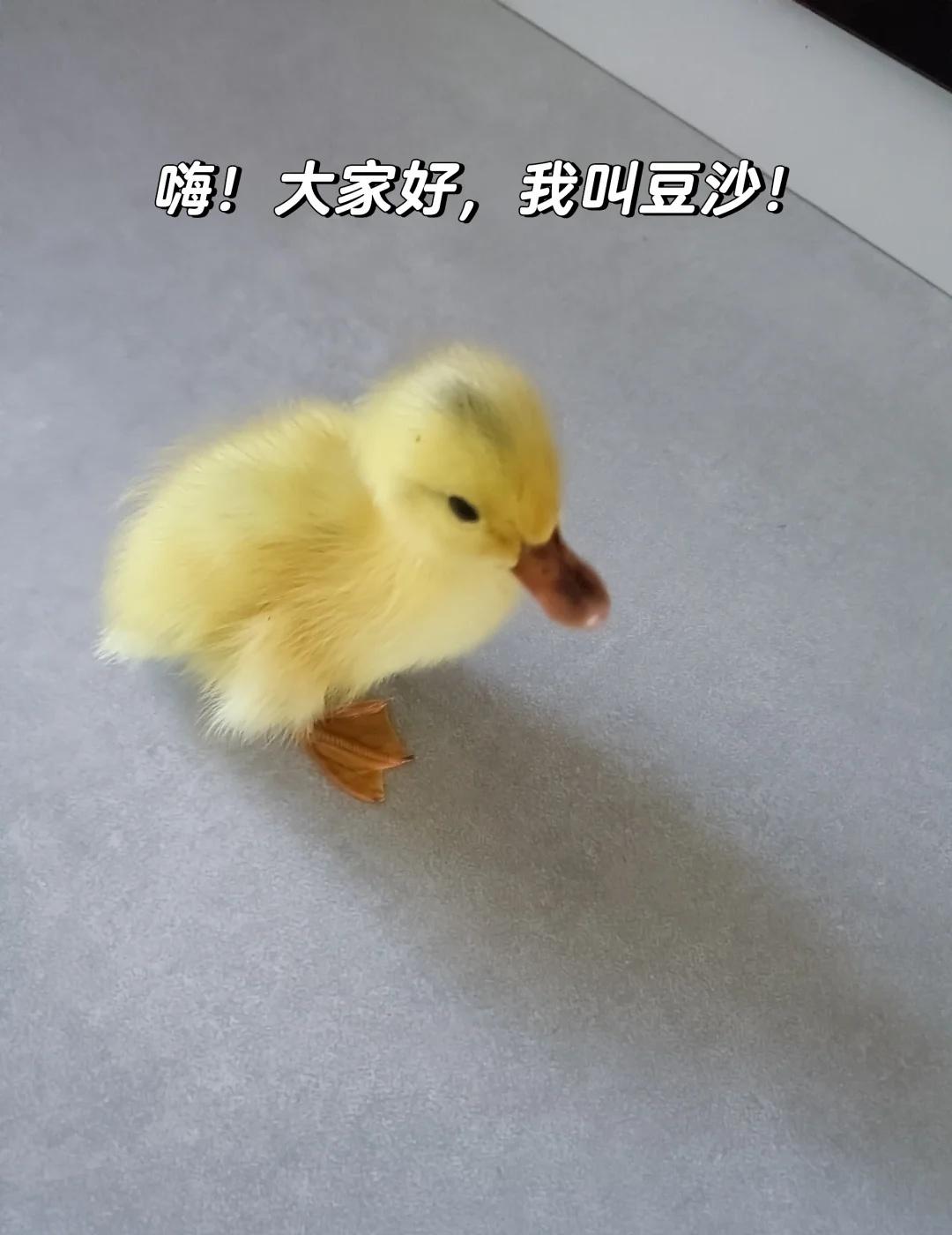 买了一只小鸭子🦆
小鸭子