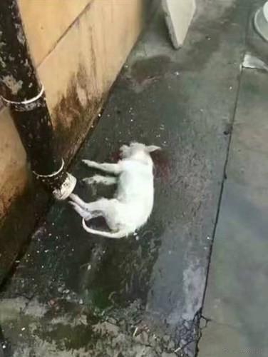 太坏了！一位小朋友每天去上学的路上都会遇到一只白色的流浪狗，开始他很惧怕它，可后