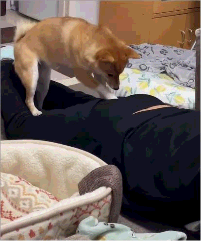 图1：对于狗子来说这个就是熟悉的味道，也不知道什么时候才能挖出来。