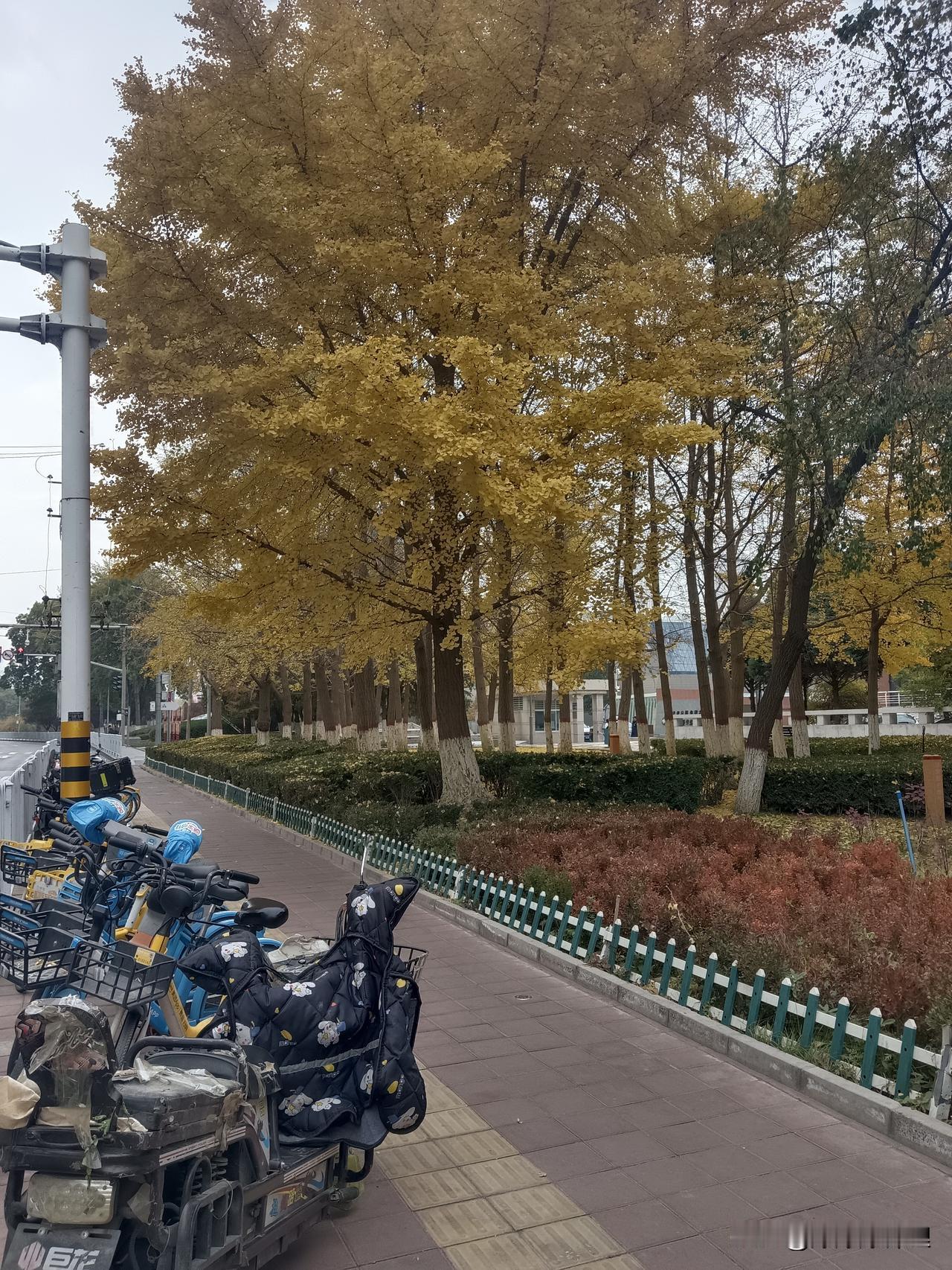 今天出门，拐到路边突然撞见一整排的银杏黄——那颜色亮得像把阳光揉碎了洒在叶子上，