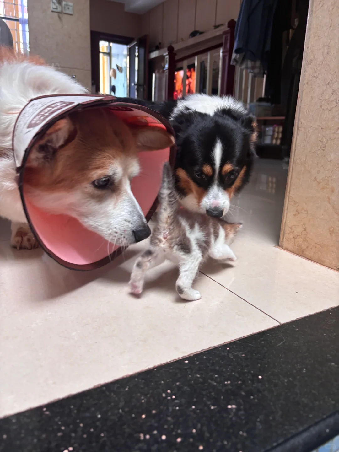 小e又捡猫了