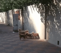 霍格沃茨魔法犬校的入口