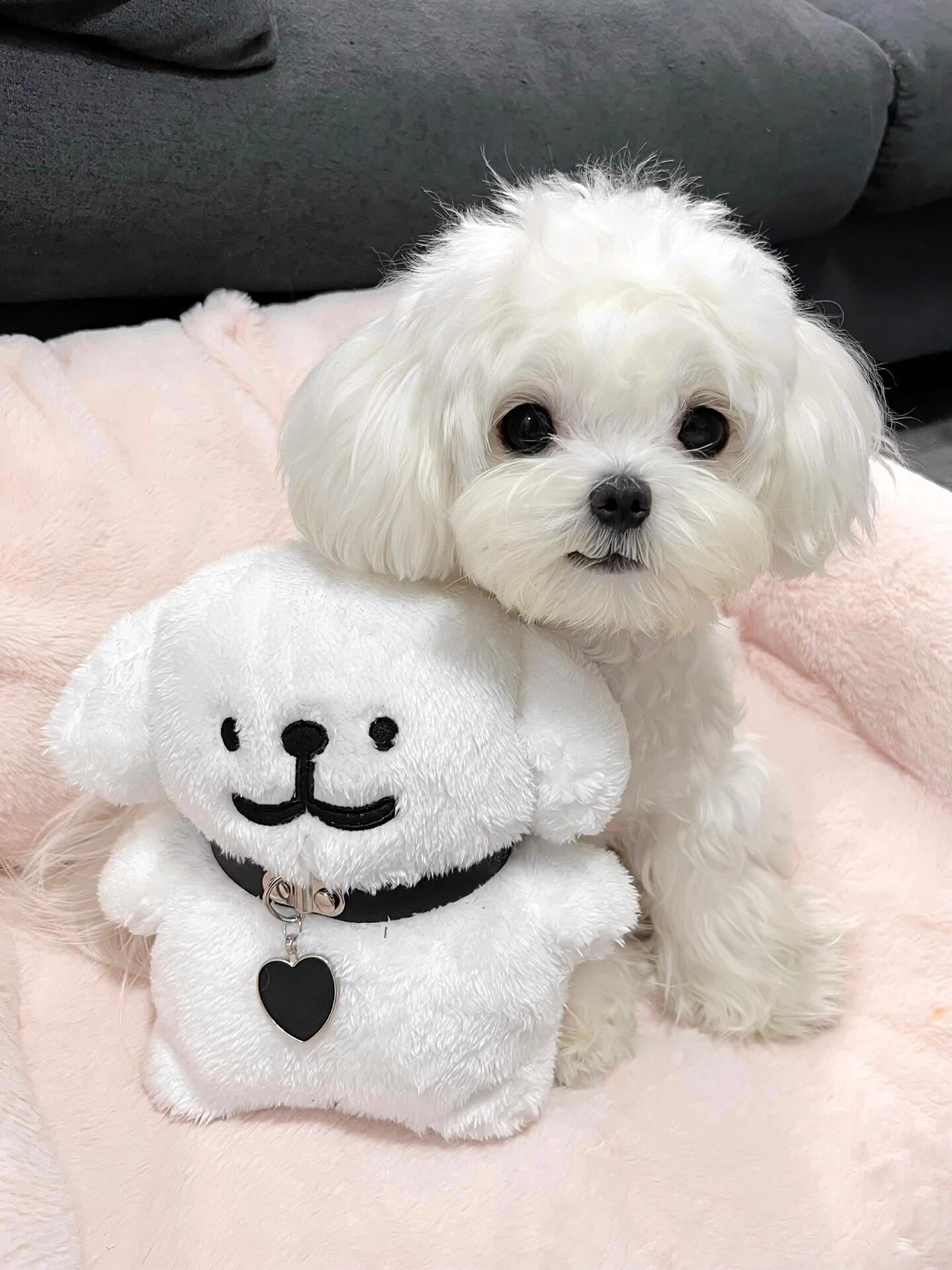 2023❤️狗生的18照片📷姨姨们是从哪张照片认识可尔必思的呢～还有两三张没发