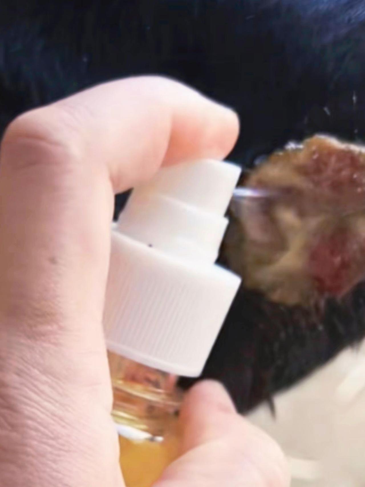 养羊人 农村养羊牛羊养殖 养殖人加油