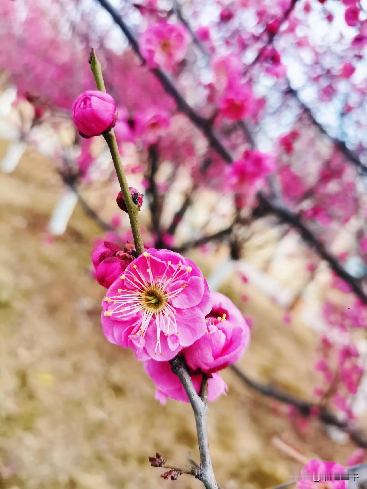 杜甫的“桃花一簇开无主，可爱深红爱浅红”，写尽桃花之美。这桃花在黄师塔前肆意盛开