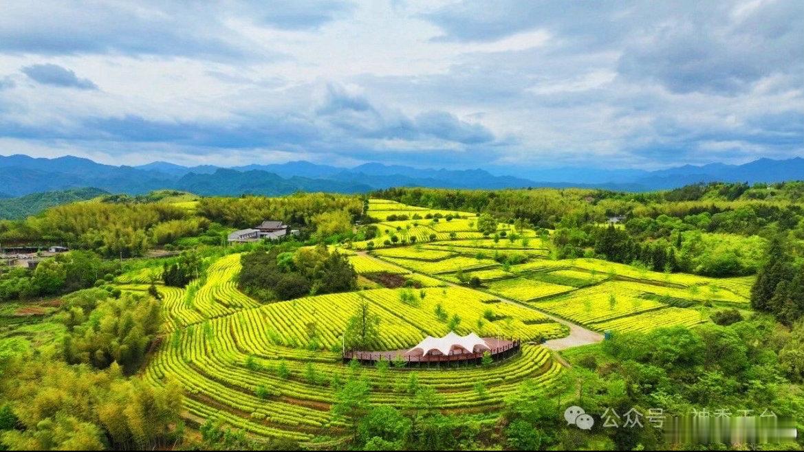 科技加持台州这片金叶闯出上亿价值天台茶产业多点发力，科技小院、数字茶园相继投用，