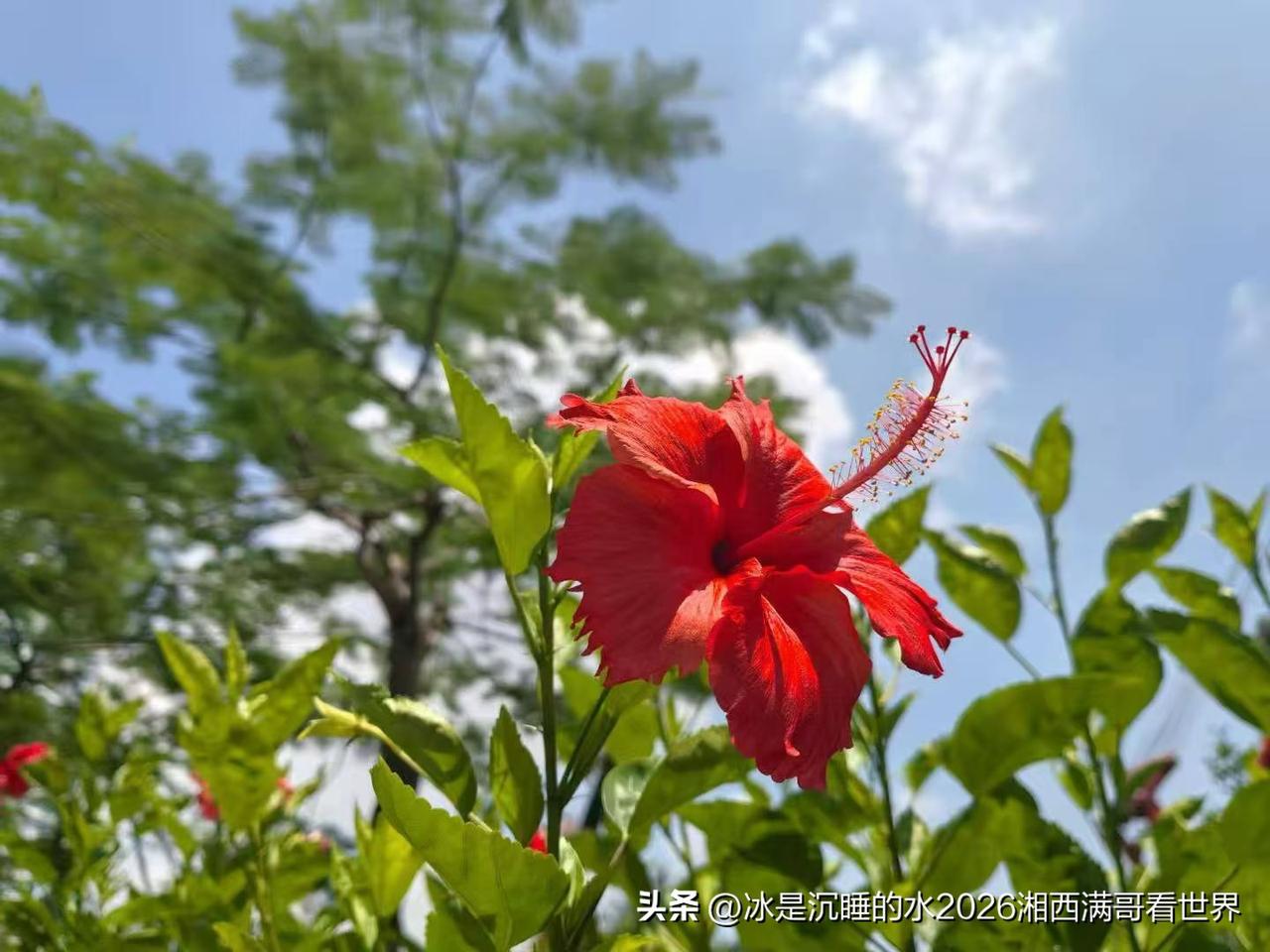 🈶阳光的日子，都可以听到花儿盛开的声音，很轻柔、很快乐……