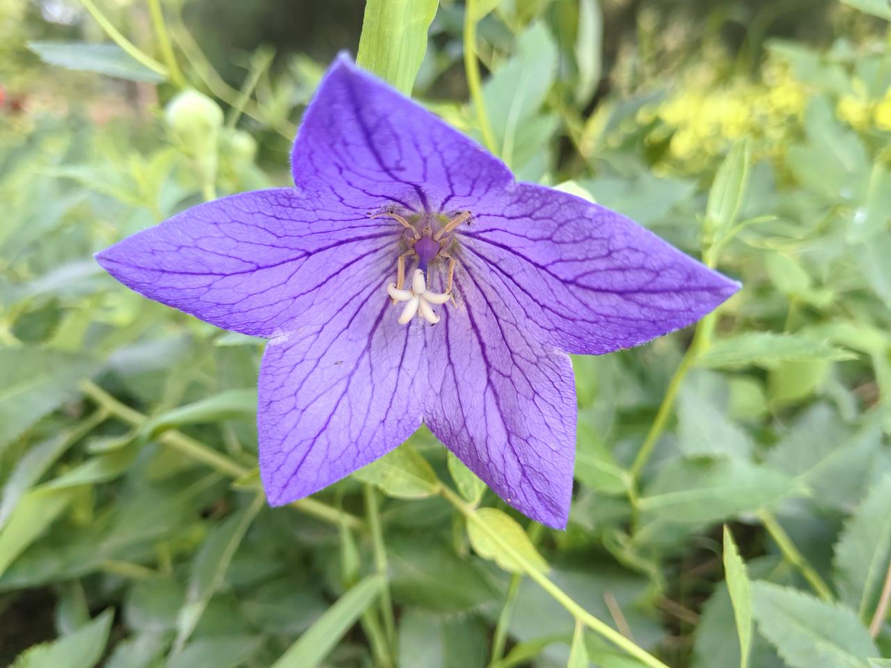 桔梗花美吗？
当然美呀。它的花朵精致，花姿优雅，还有着“永恒的爱”与“无望的守候