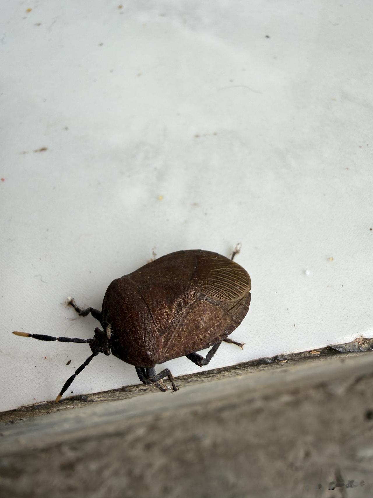 大家方言管这种昆虫叫什么？我先来，我们叫“打屁虫”。