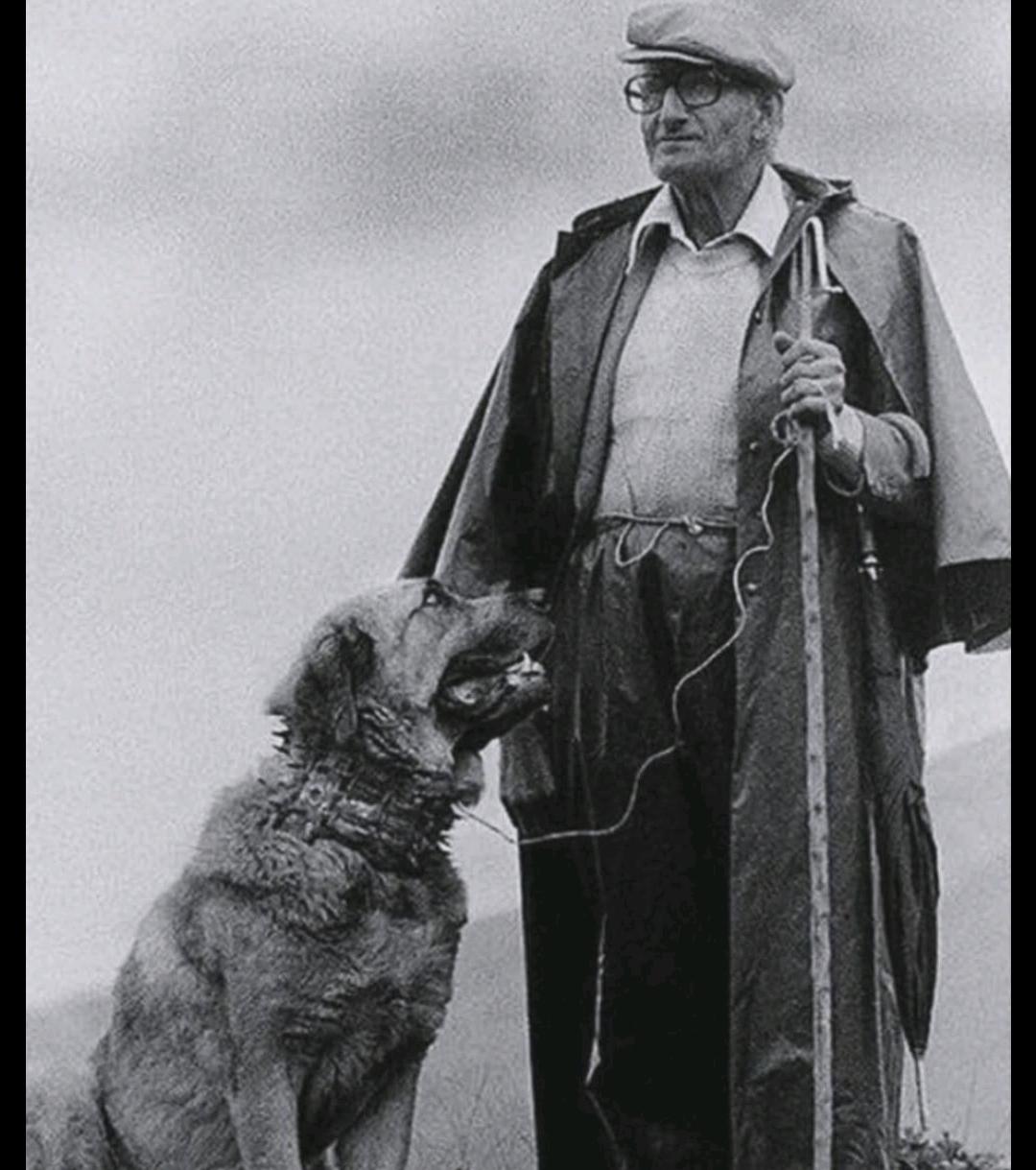 西班牙敖犬老照片