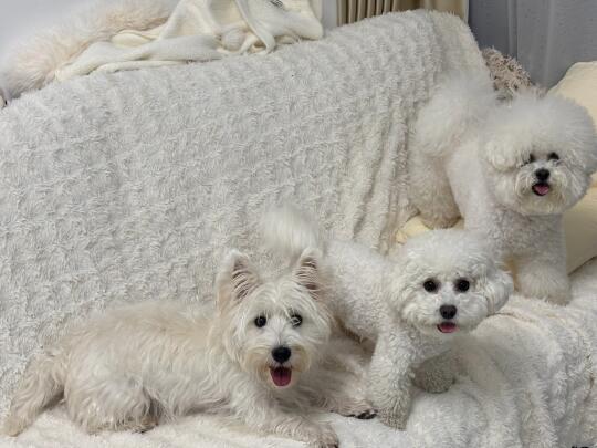 希希的2374个粉丝们，考验你们的时候到了！