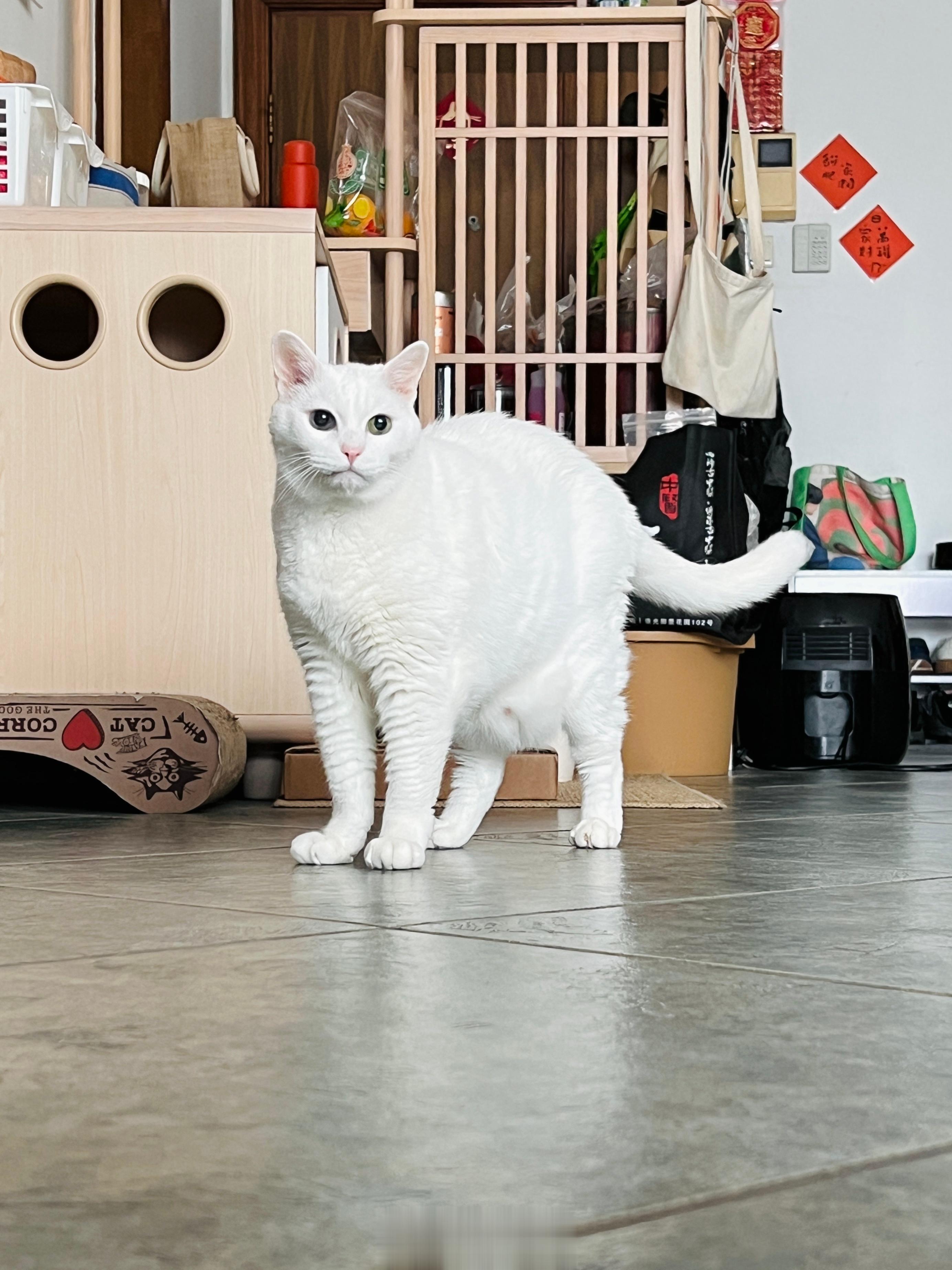 早安，老寶呱呱🐸 ​​​