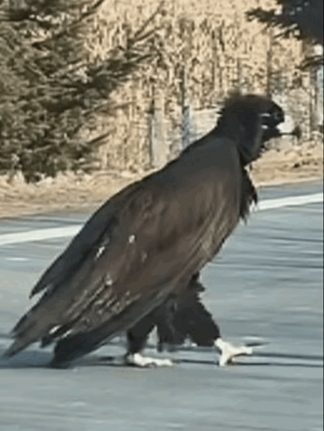 神雕侠侣果然没骗人！
在吉林珲春，一位女子开车时，突然发现前方出现一个黑乎乎的大