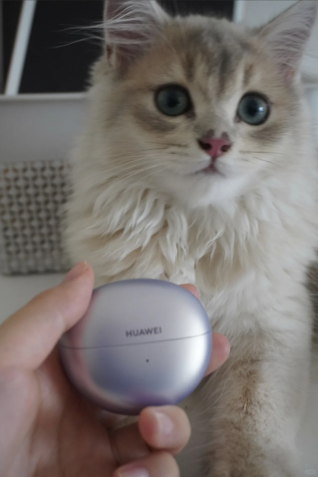 猫猫我呀🐱也是用上耳机喽