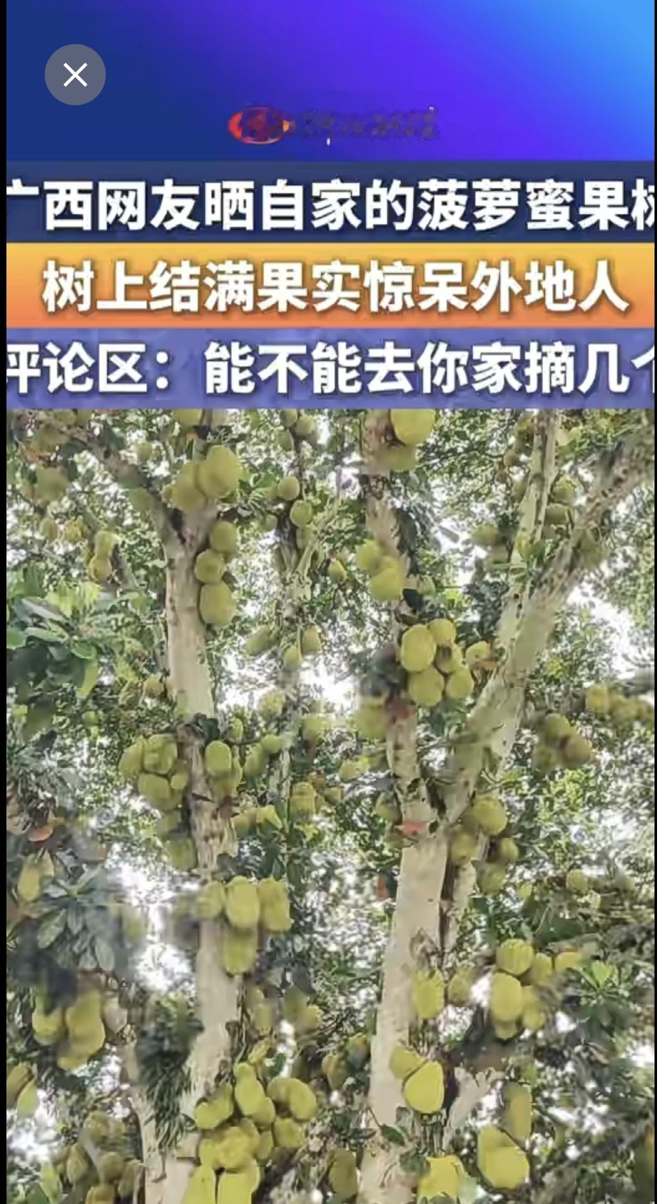 广西 网友晒自家的菠萝蜜果树，树上结满果实惊呆外地人。更多本地新闻 欢迎关注@柳
