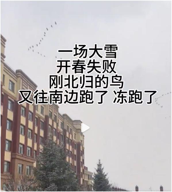 这场降温，把正向北飞的大雁冰傻了，掉头又向南飞了。领头的大雁，会不会被骂死？