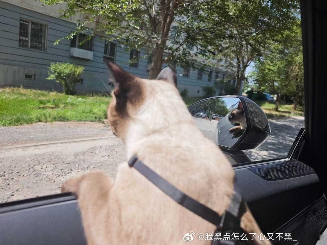 4141只黑脸是小狗是小猫我自有分寸 ​​​