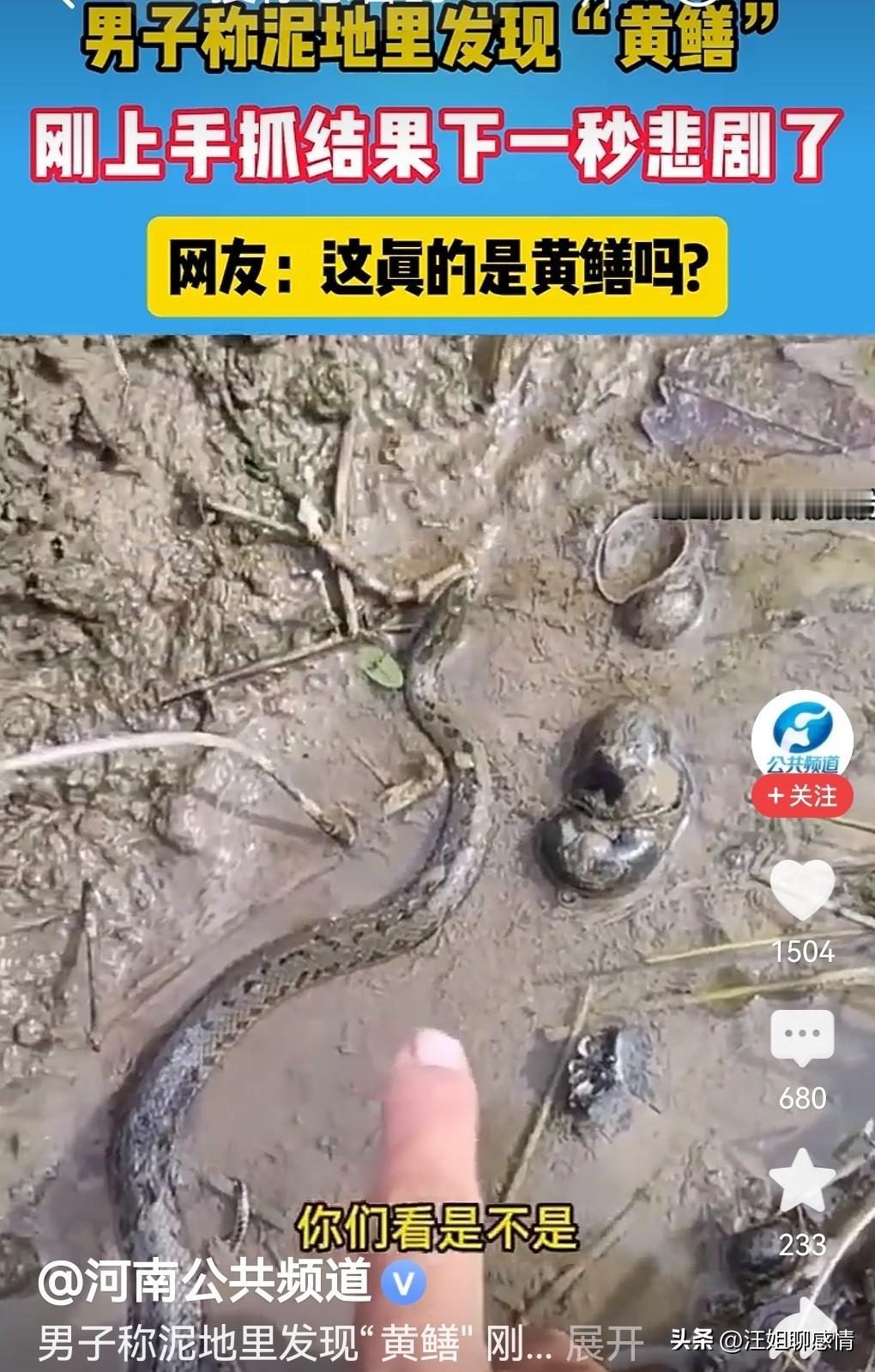 泥黄鳝与蛇，一念生死！男子抓泥地里的“黄鳝”被蛇咬，危险！

刷到那个视频，心揪