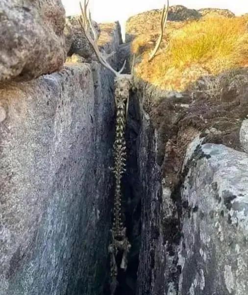 看到这样的画面，能够想象到，这个可爱的生灵当时是多么的无助，多么的痛苦，自己把自