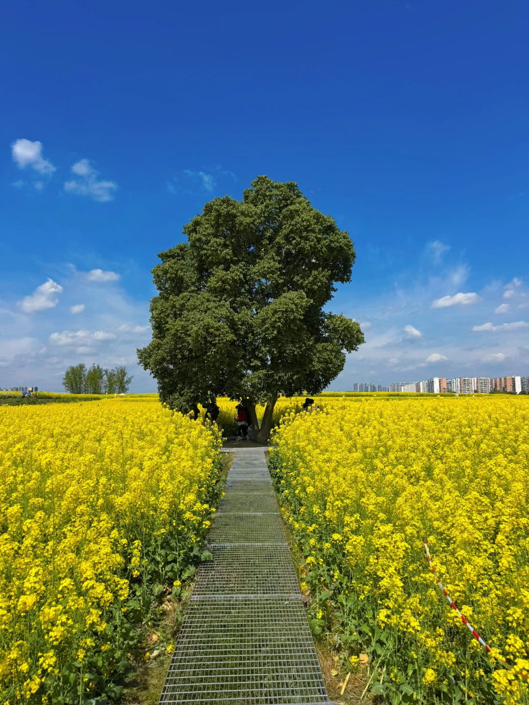 3.9日实拍！这棵树终于没人了！