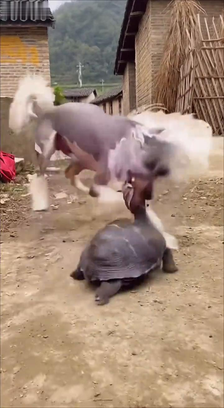 啊，啊，哈哈哈，哈哈哈哈哈。