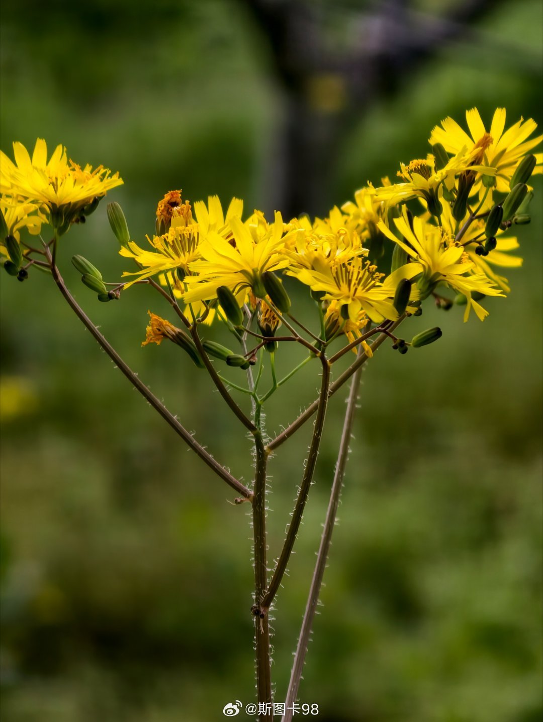 去西充赴一场有机康养之旅有机西充真空首城 踏青偶遇西充乡间的野菊花，星星点点开在