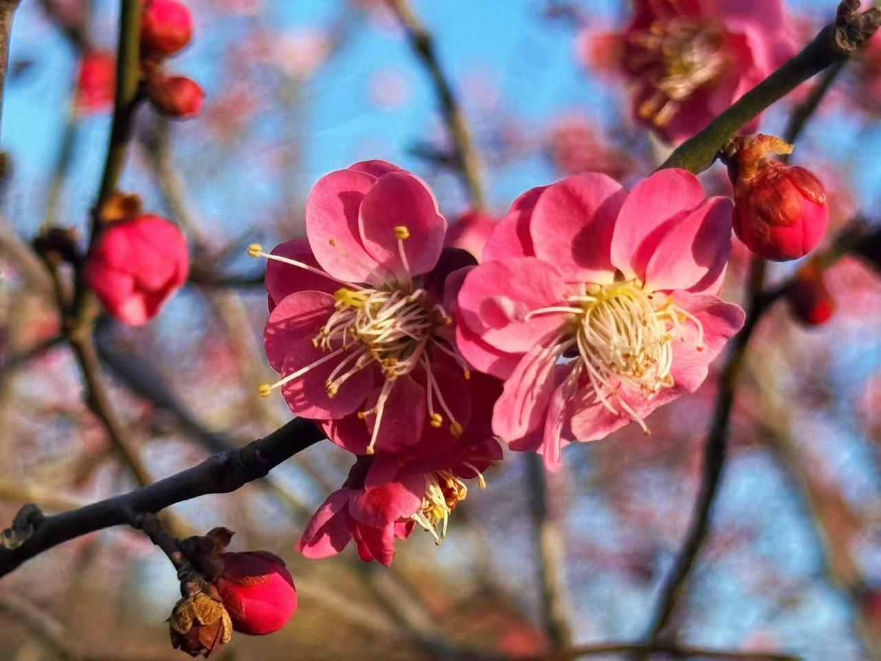 梅花---堪称是春天的使者！
带着满脸的欢笑
藏着幽幽的清香
欣然告诉大家
春天