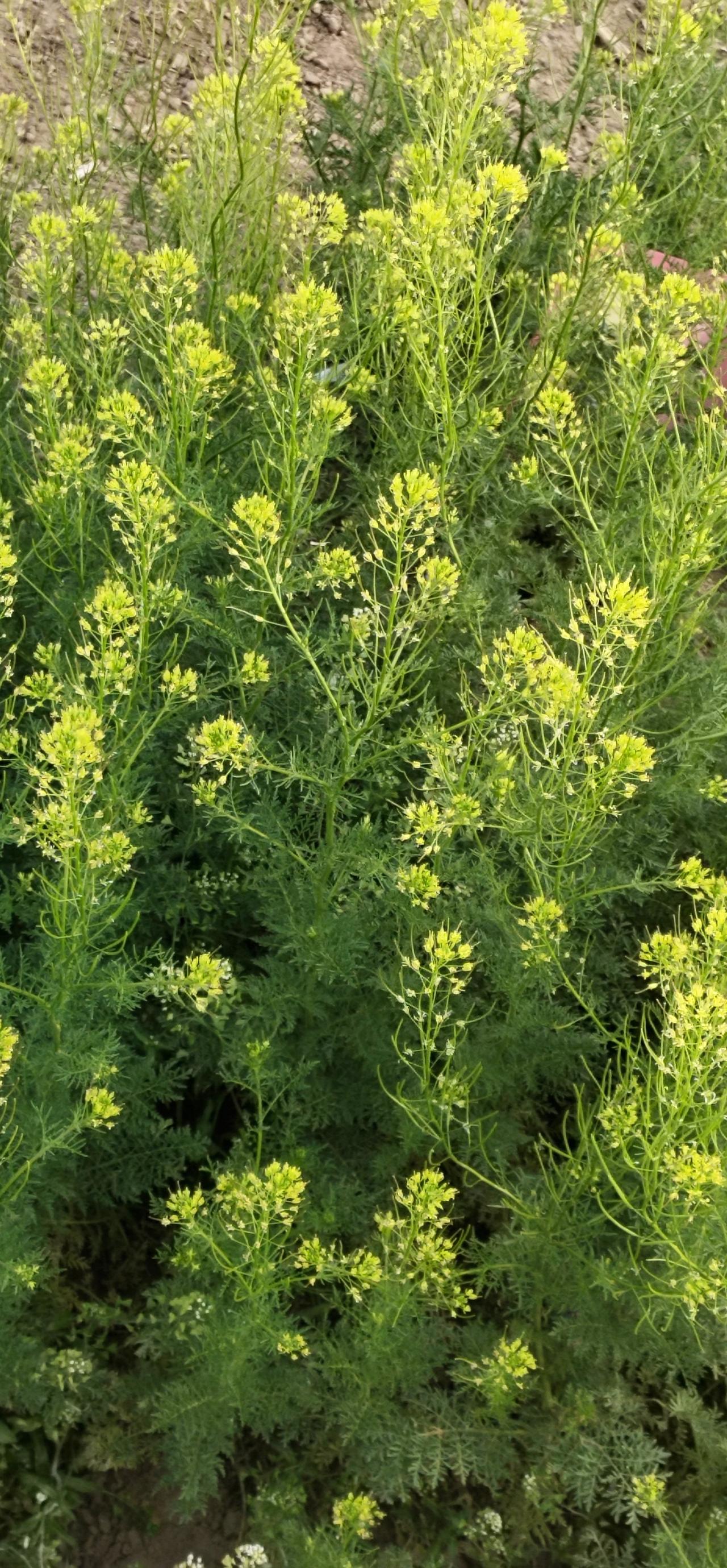 今天我去地里干活，看见地里开的小花，虽然不是什么载培的花，就是虽意长出来的，我随