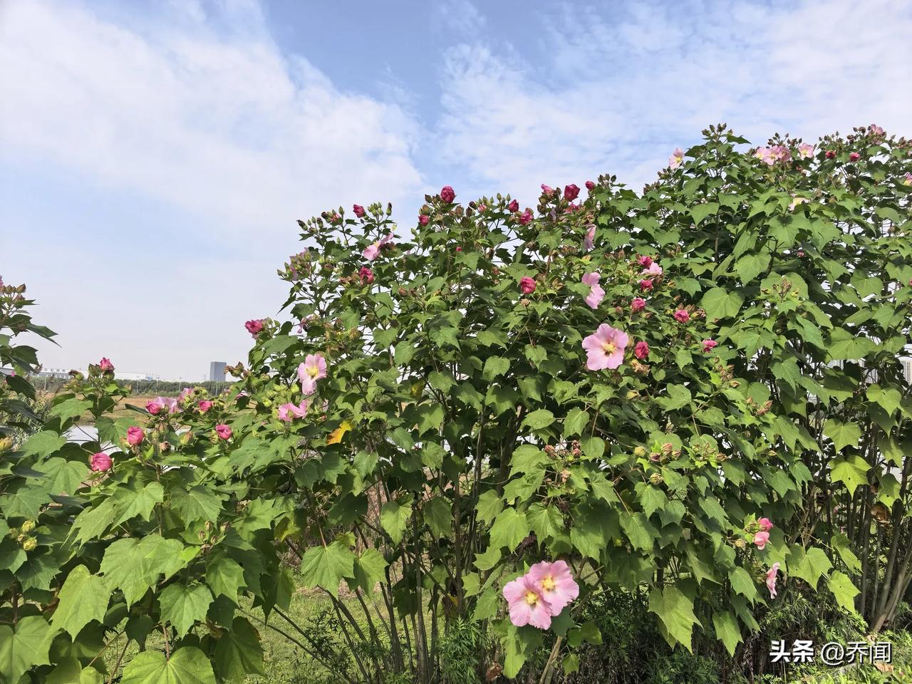 【唐多令•征雁寄他乡】
征雁寄他乡，辞秋别菊黄。
数流年、寒露生霜。
风入蒹葭秋