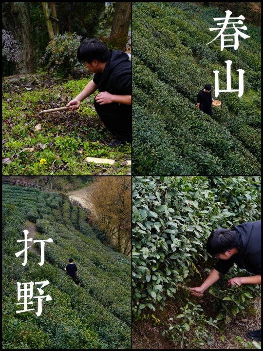 上山打野｜住都江堰避世民宿，采茶、挖野菜