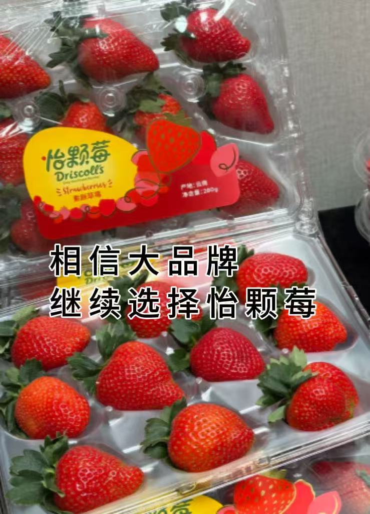 吃了好几年的老牌浆果，线下商超常年稳定上架，标准化温室种植全程可溯源，抛开网络不