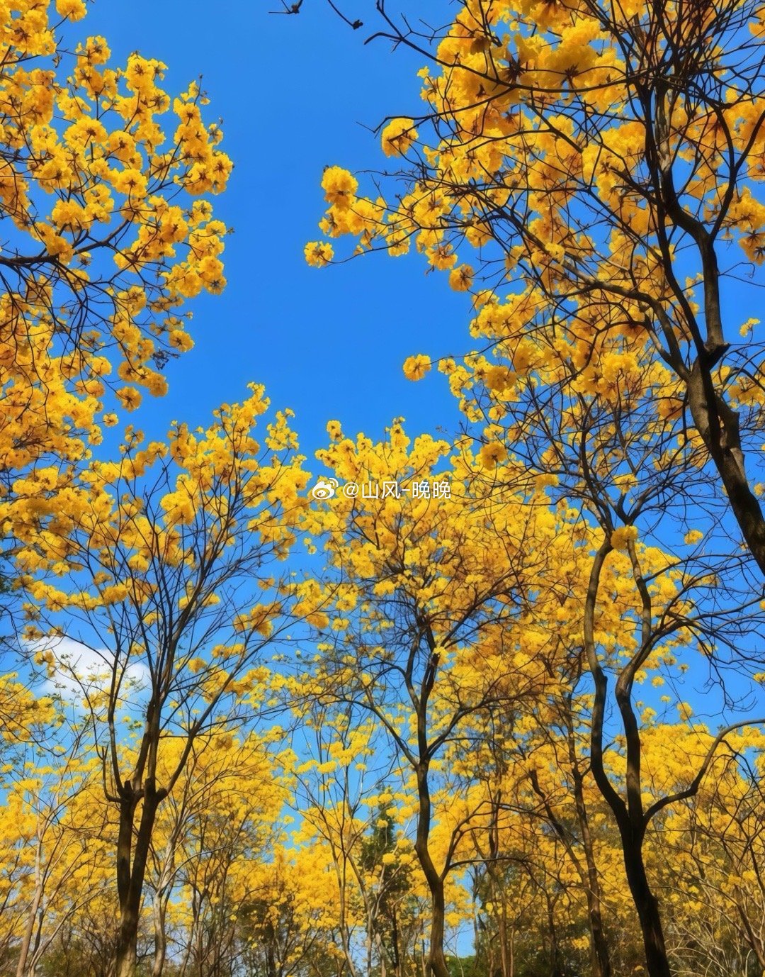 山风晚晚 风有约，花不误，年年岁岁不相负。又到了一年一度赏黄花风铃木的好时节，春
