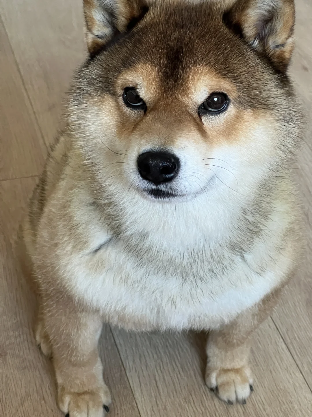 讨坏型狗格◔̯◔