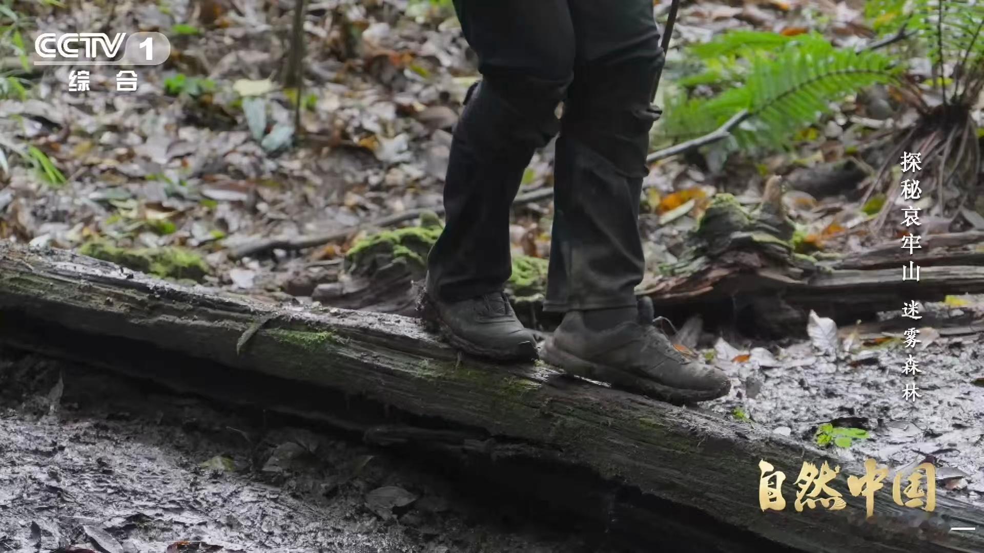 武侠小说的瘴气竟真实存在瘴气成分被测出来了 科考队深入哀牢山，用先进仪器测瘴气成