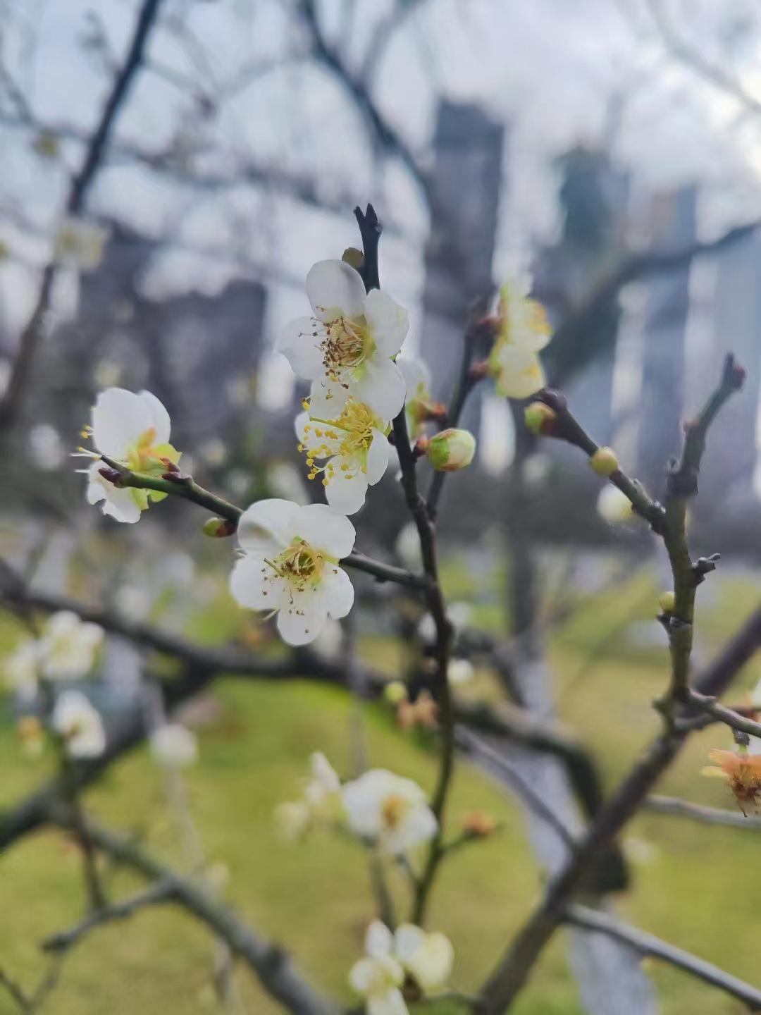 春日生活打卡季