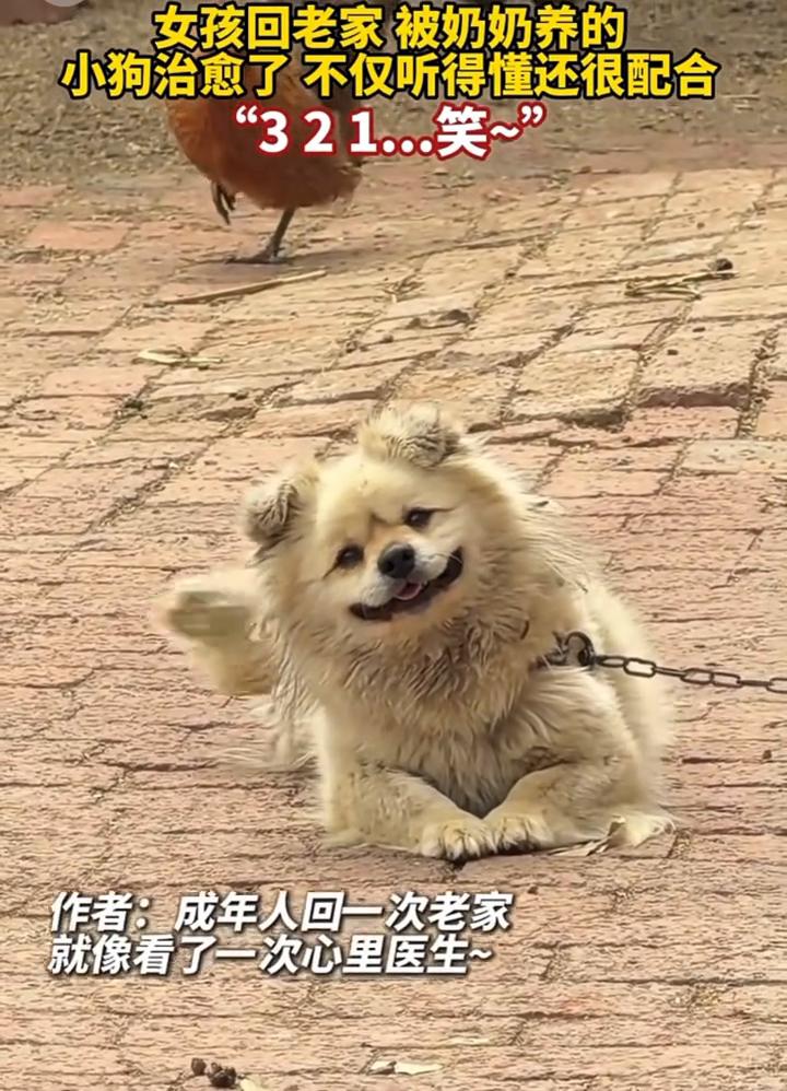 女孩回老家被奶奶养的小狗治愈了，不仅听得懂还很配合。
5月3日吉林。作者：成年人