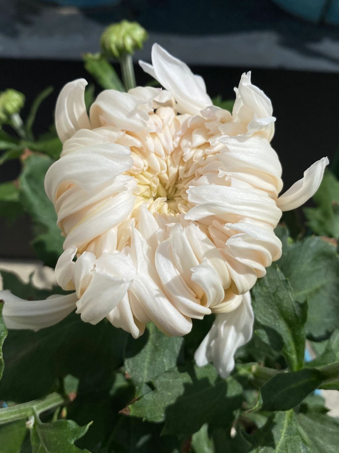 好消息：菊花要开了 坏消息：太热开小白花