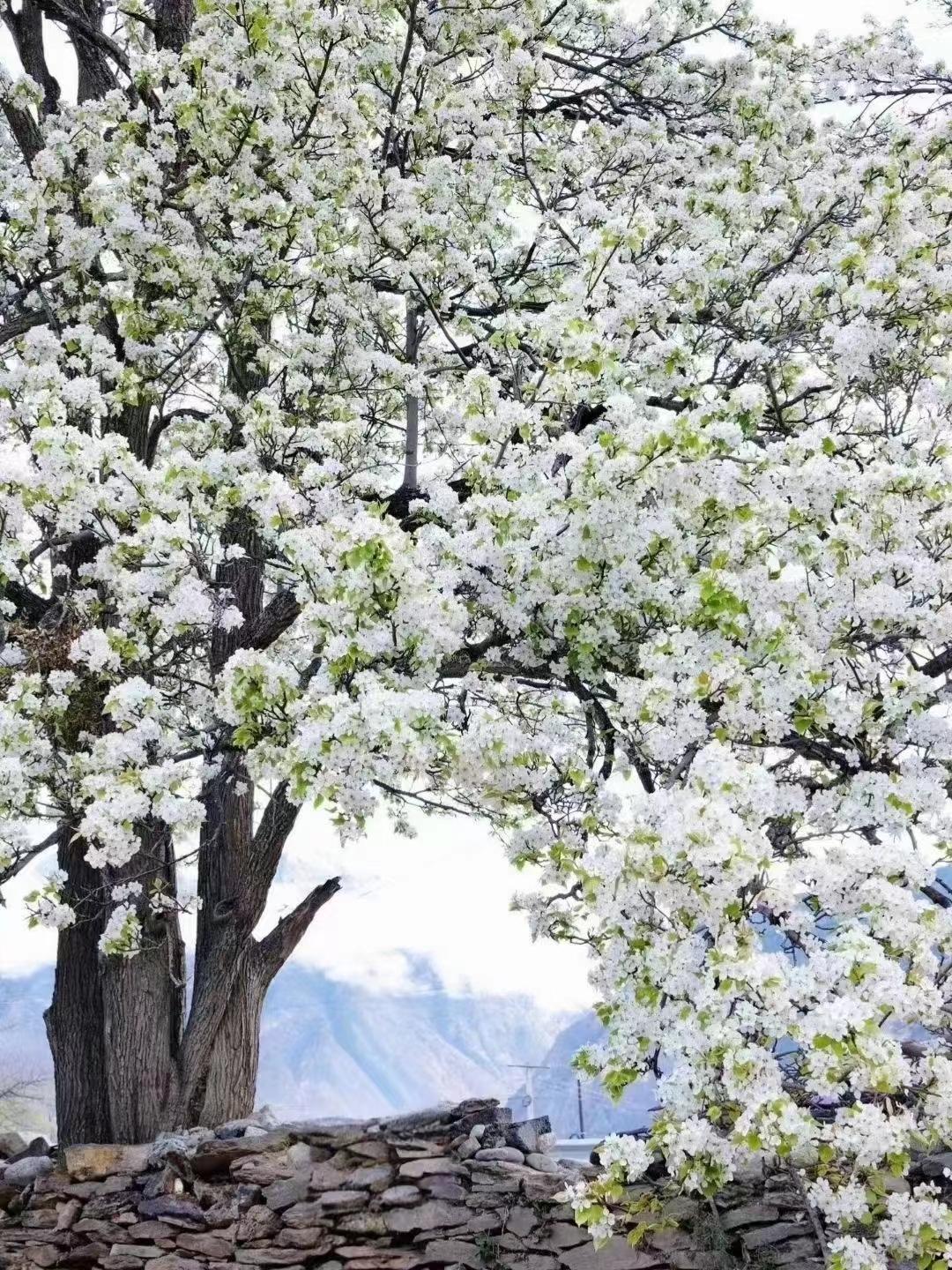 四姑娘山脚下，梨花翩跹开放，如诗如画的春日颂歌在此吟唱。雪峰巍峨挺立，皑皑白雪为