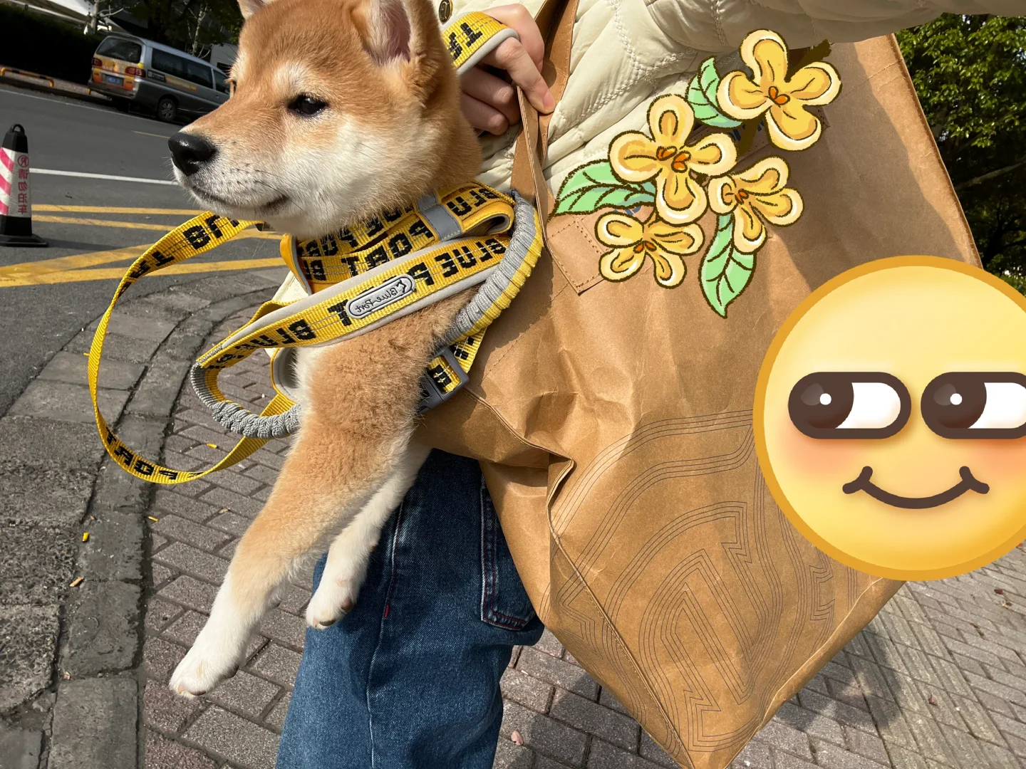 我有狗腋下包 你有吗？