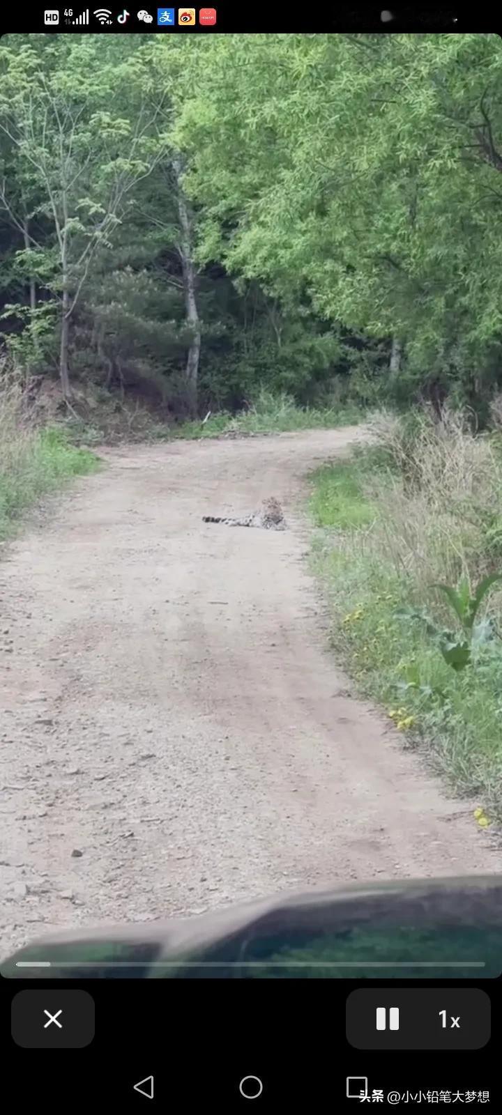 5月22号，吉林延边珲春，一名男子回家的路上遇到了一只东北豹，他把车停在路边，东