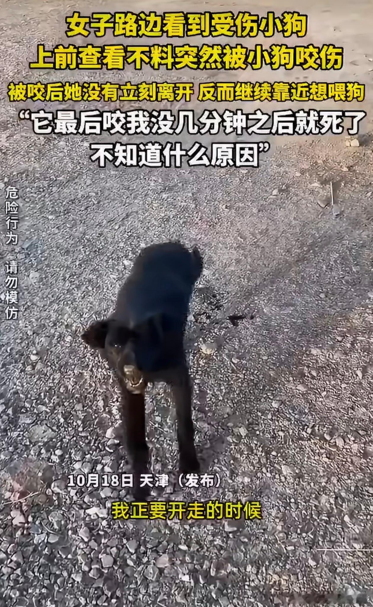 女子被流浪狗咬伤后几分钟狗死亡这剧情恐怖片编剧来了都得愣一下。好心过去救狗，狗反