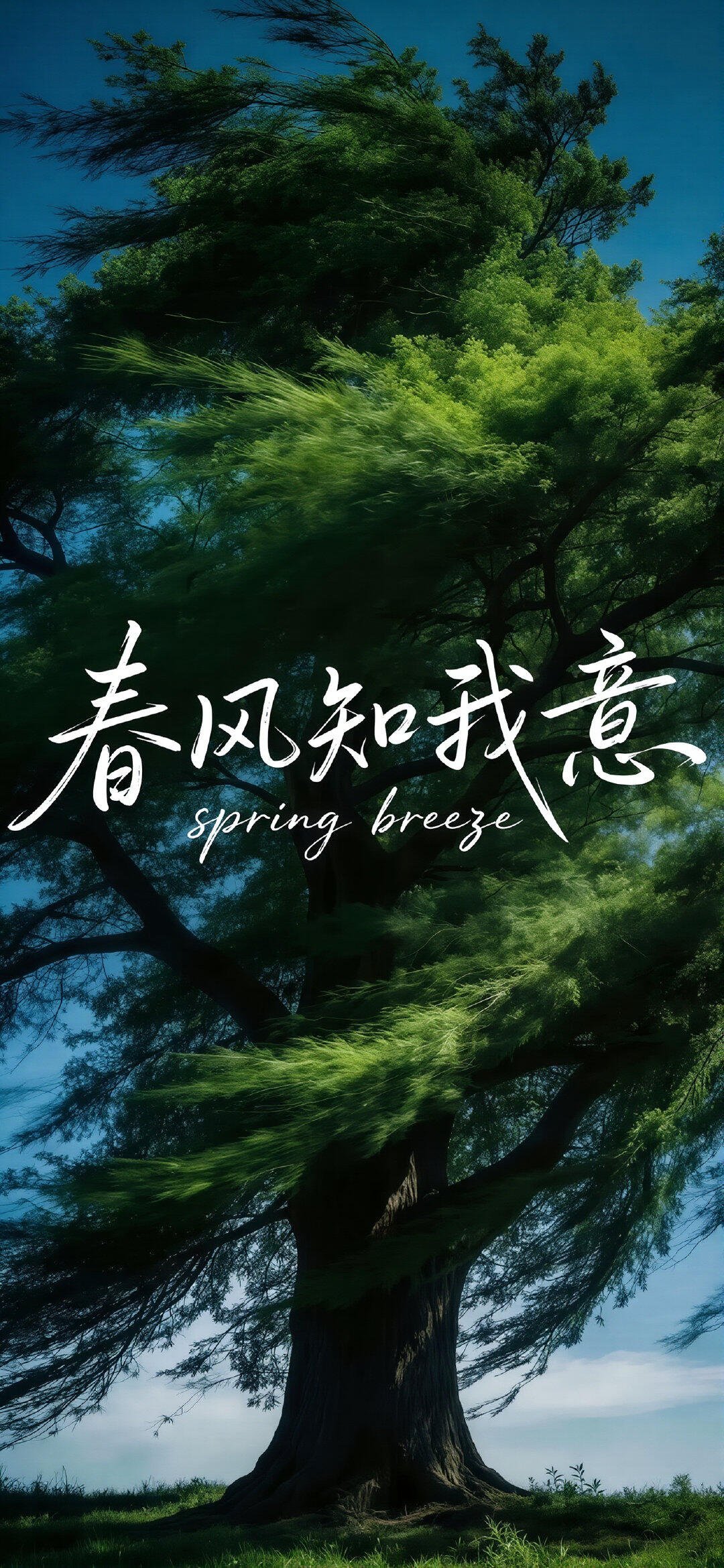 壁纸 